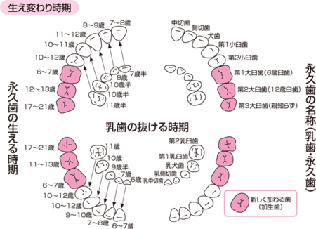 歯式