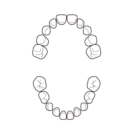 dental_formula_baby_tooth_whole.png